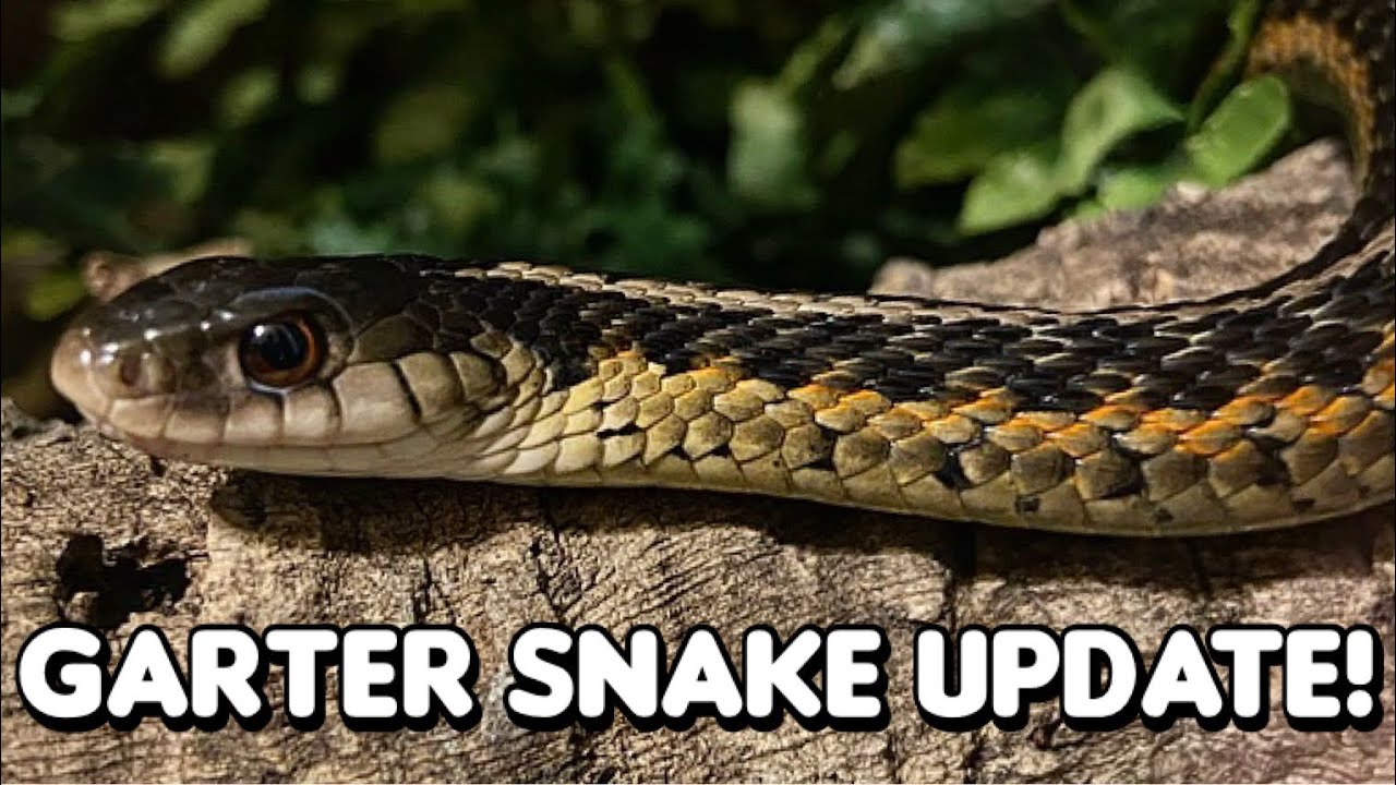 Garter Snake Update + Enclosure Tour!