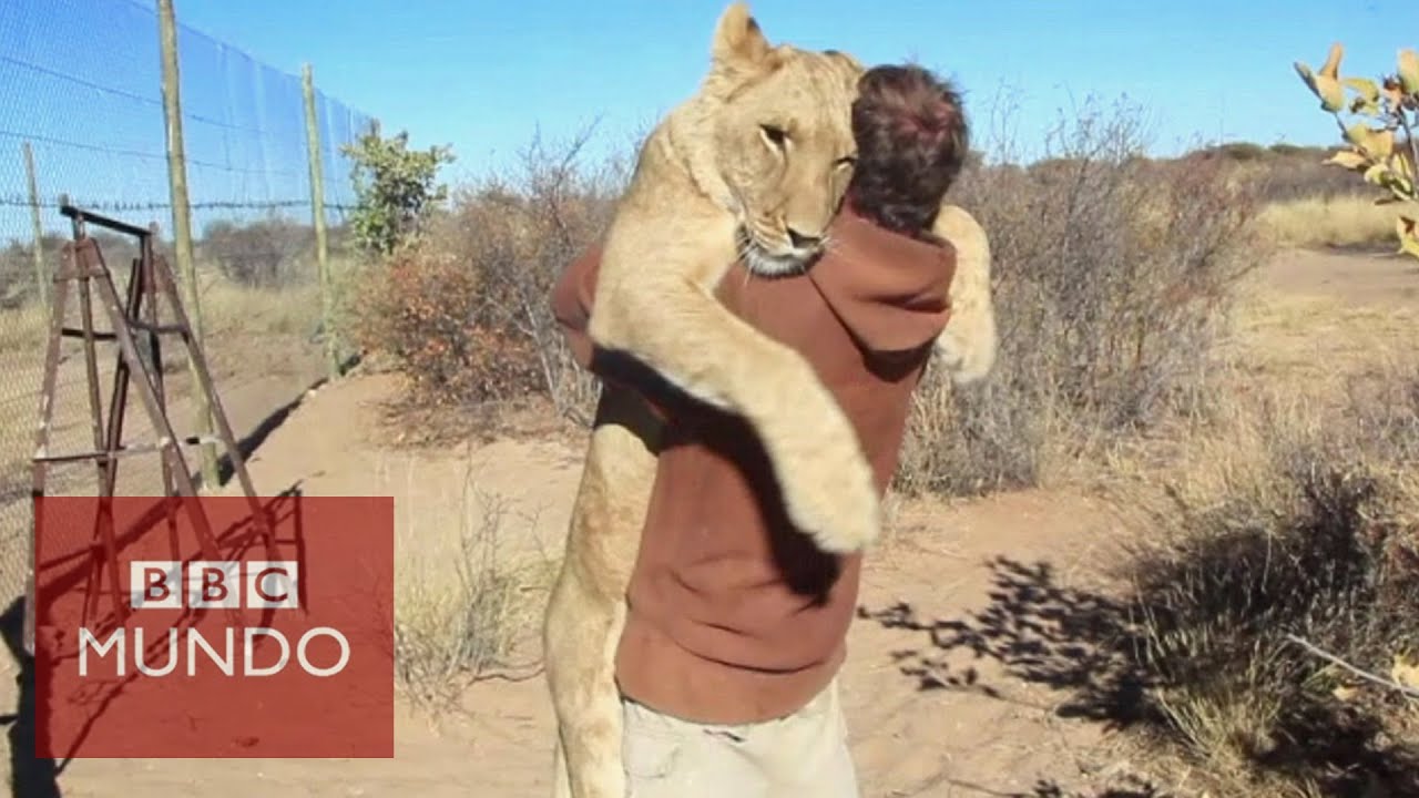 El conmovedor abrazo de una leona al hombre que la rescat&oacute;