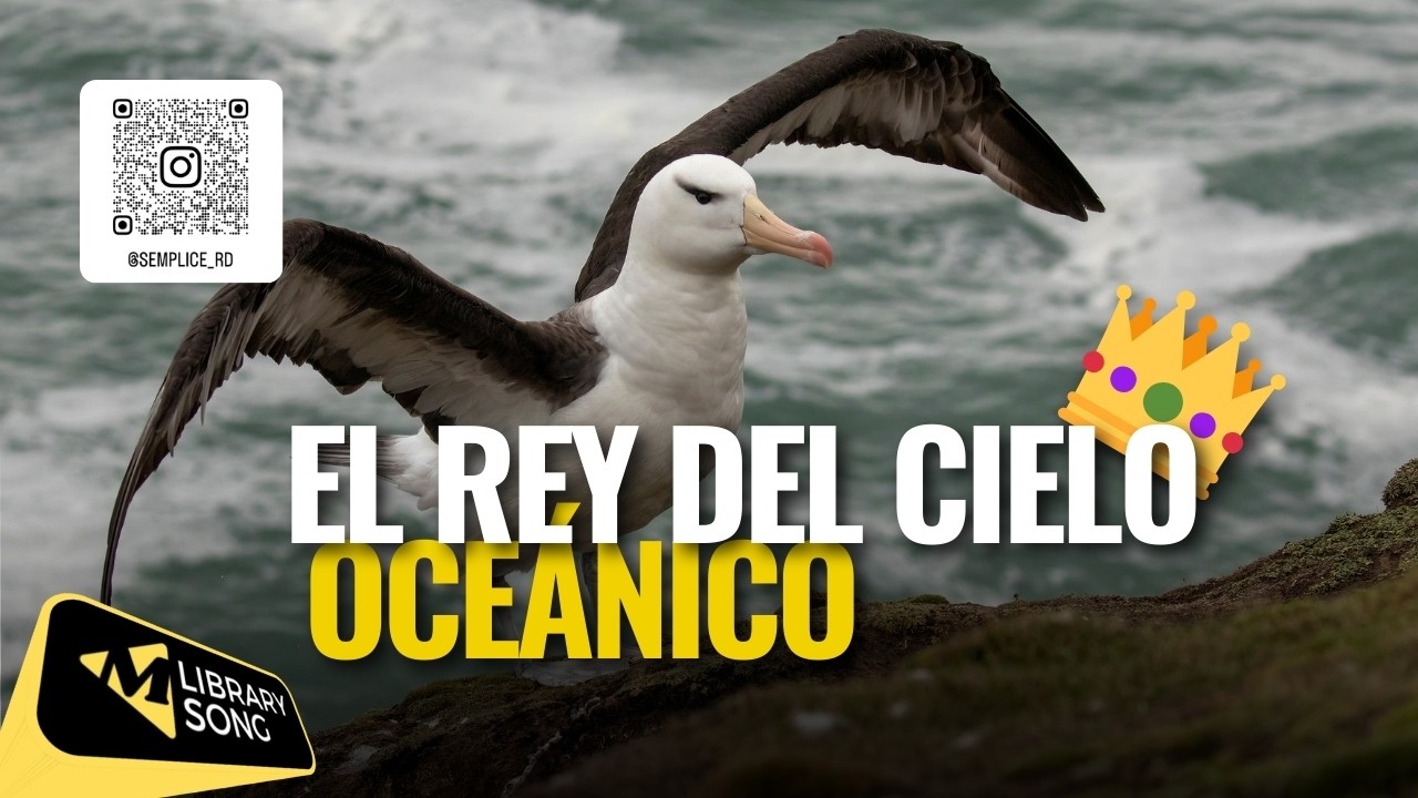 El ave que domina los océanos  El increíble Albatros