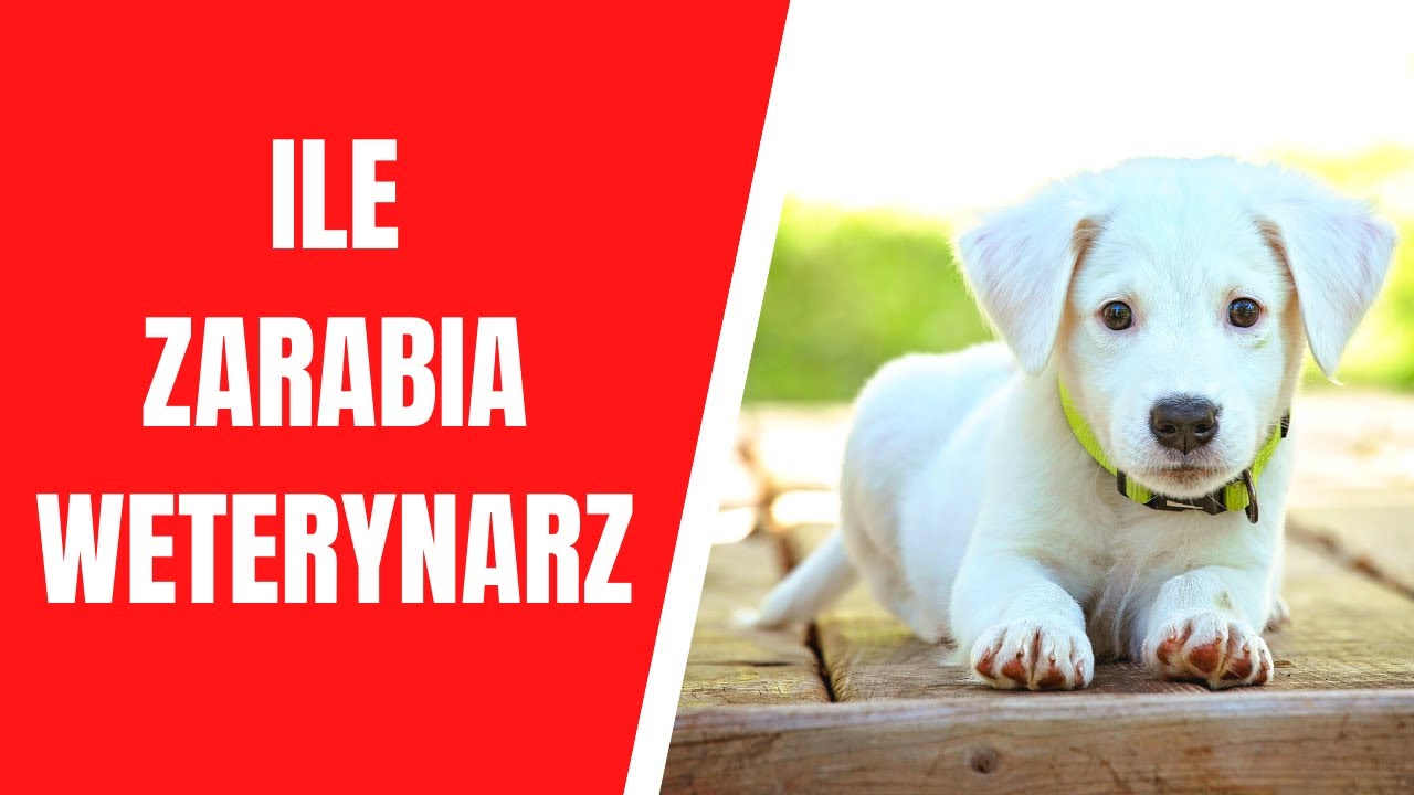 ile zarabia weterynarz? Sprawdź wynagrodzenie weterynarza w Polsce i za granicą!