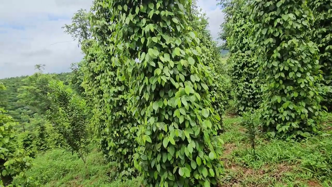 THUẬN THIÊN CÓ THÙ VỚI 