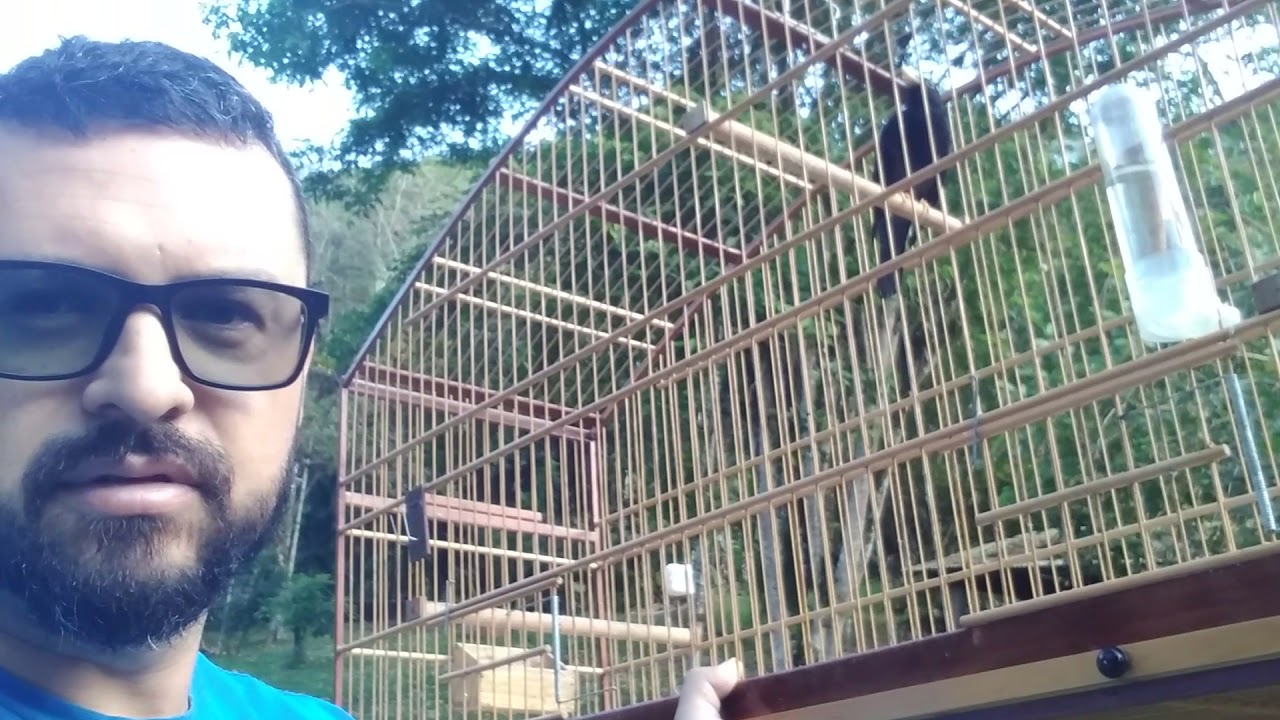 Sabi&aacute; Preta cantando de gaiola na m&atilde;o!