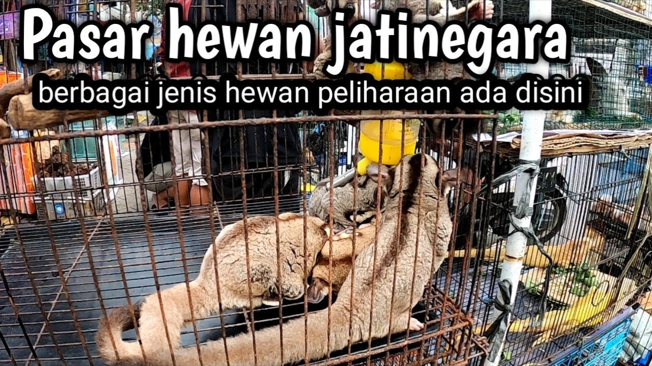 Pasar hewan Jatinegara jakarta.macam-macam hewan peliharaan ada di sini.