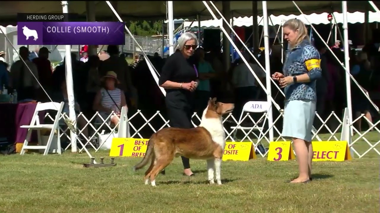 Collies (Smooth) | Breed Judging 2022