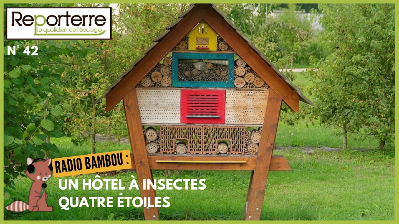 Radio Bambou 42 - Un hôtel à insectes quatre étoiles au Guide Mouchelin