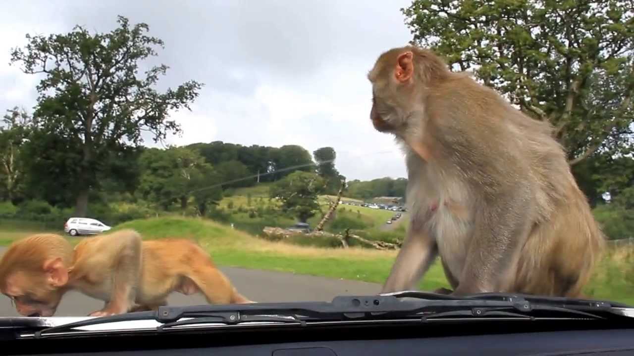 AFRICAN VILLAGE AND SAFARI PARK IN UK