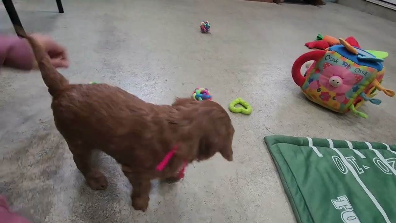 Greta & Chewy-5 week old females