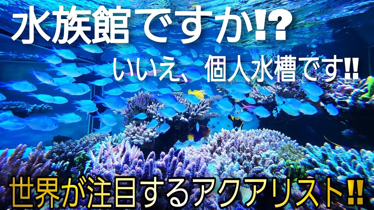 オールブルーは存在した⁉世界が注目する超巨大水槽のあるカーショップ‼　サンゴ　海水　aquarium　アクアリウム　タヒチ　ワンピース