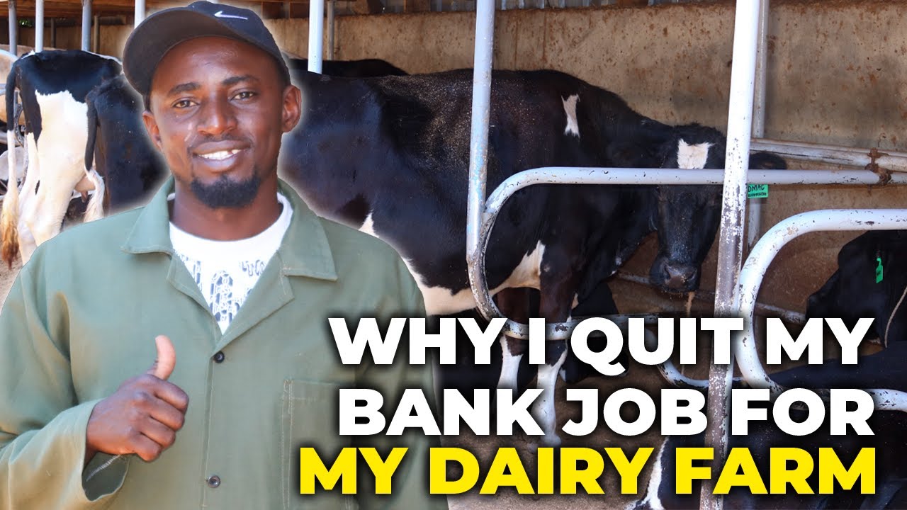 The Art of Modern Dairy Farming: This Is How I Built My Dairy Farm