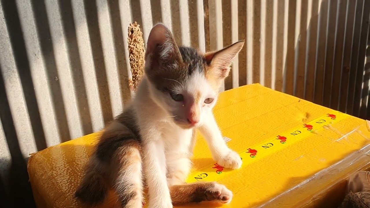 My cats
