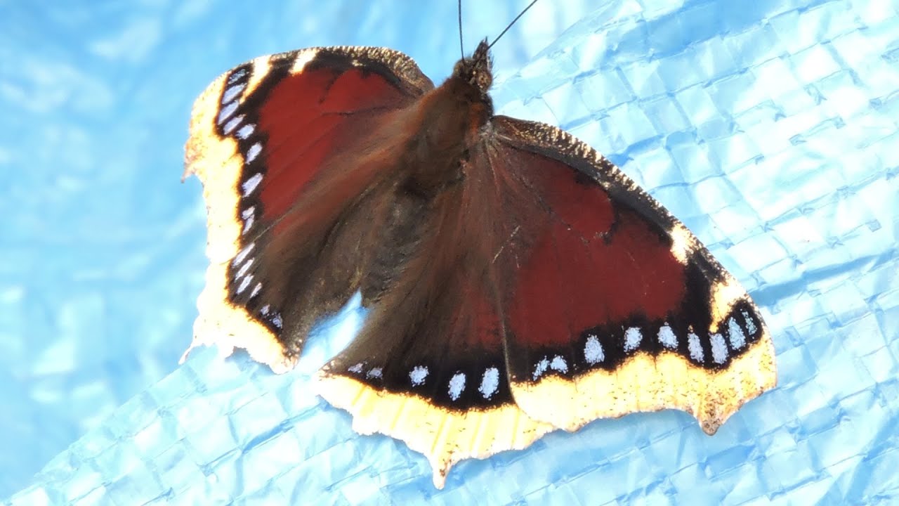 Motyl Rusałka żałobnik / Butterfly Mourning cloak (camberwell beauty) / Nymphalis antiopa
