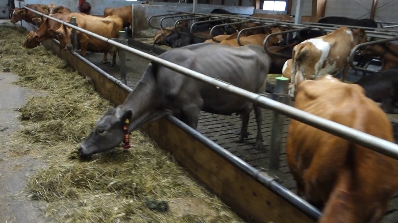 Kaffiku Farm Akureyri  Akureyri Iceland, 8-31-2018