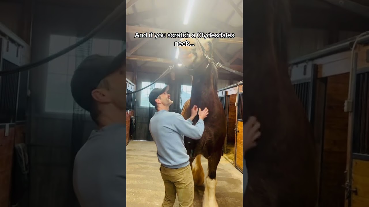 Take a Clydesdale out of their stall and &hellip; ❓❓❓#Clydesdale #ExperienceClydesdales #BarnLife