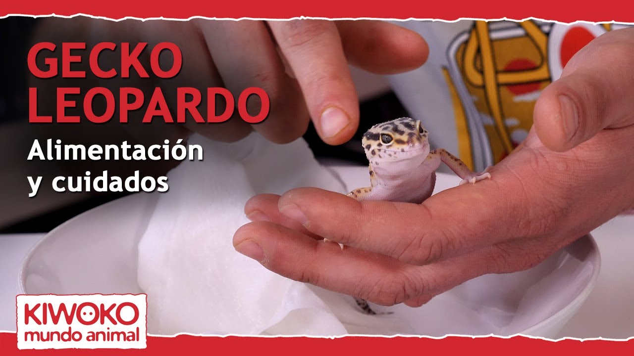 ¿Qué comen los Geckos? Y sus cuidados【 ¡Paso a paso!🐉 】