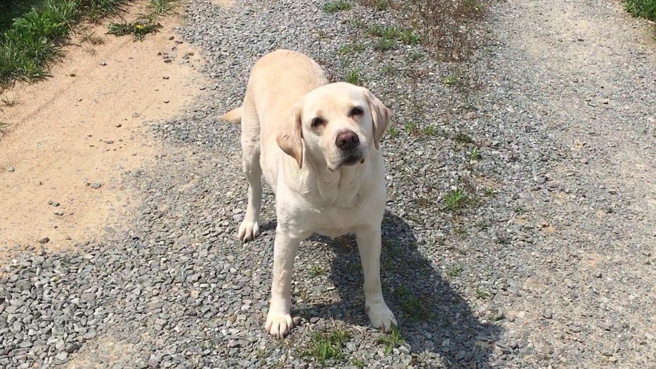 6일만에 삼촌을 만난 강아지 호야의 반응? ㅣ The reaction of a dog who met his family in 6 days