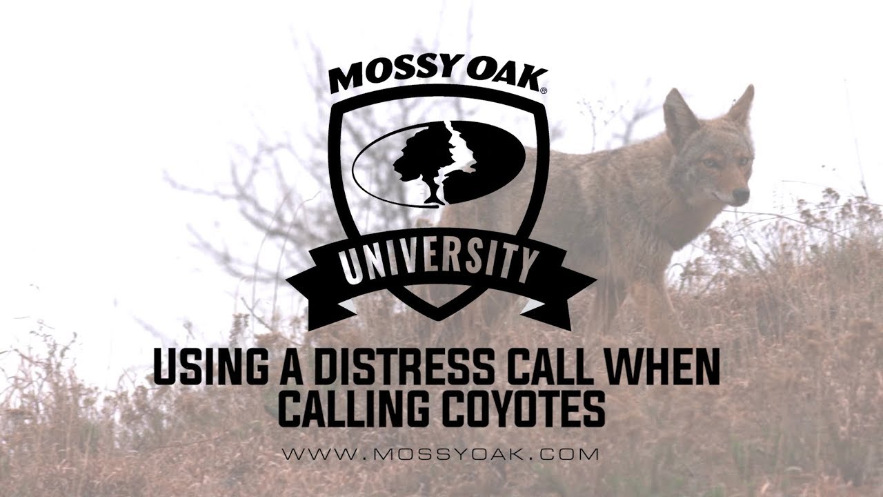 How to Use a Distress Call When Calling Coyotes