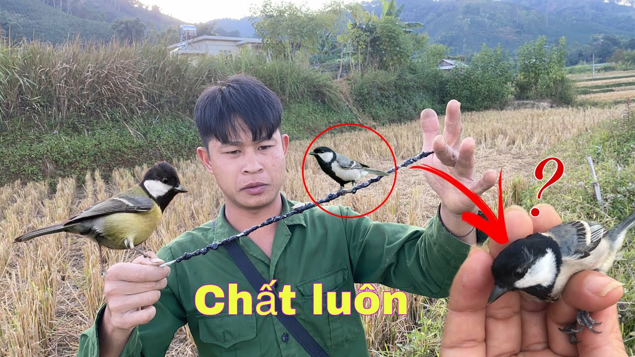 Thử Bẫy Chim Sẻ Bụi Đầu Đen Bằng  Keo Sẽ NTN .Bẫy Chim Bằng Keo | Duy Tôm Tv