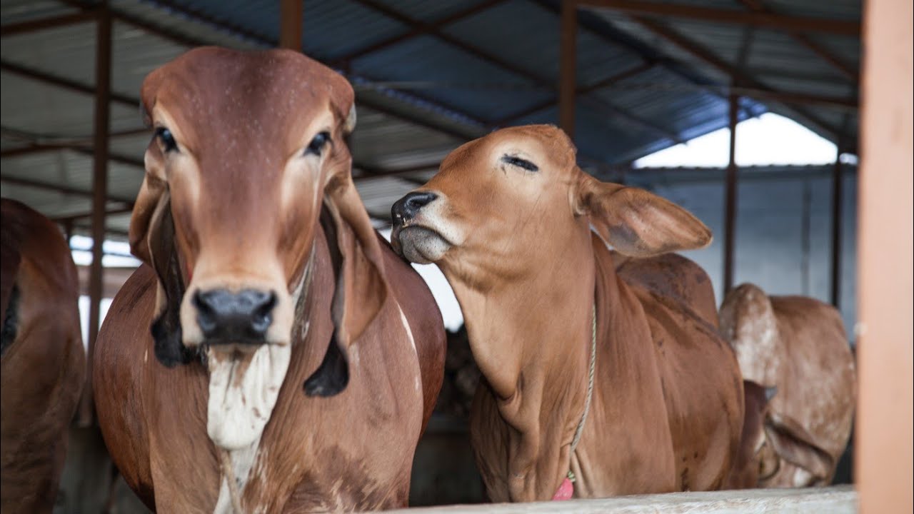 Dairy💥💸 farm💪 visit #trending #ytshorts #dairyfarm #kishanganj #powakhali #adhikaryfarms 