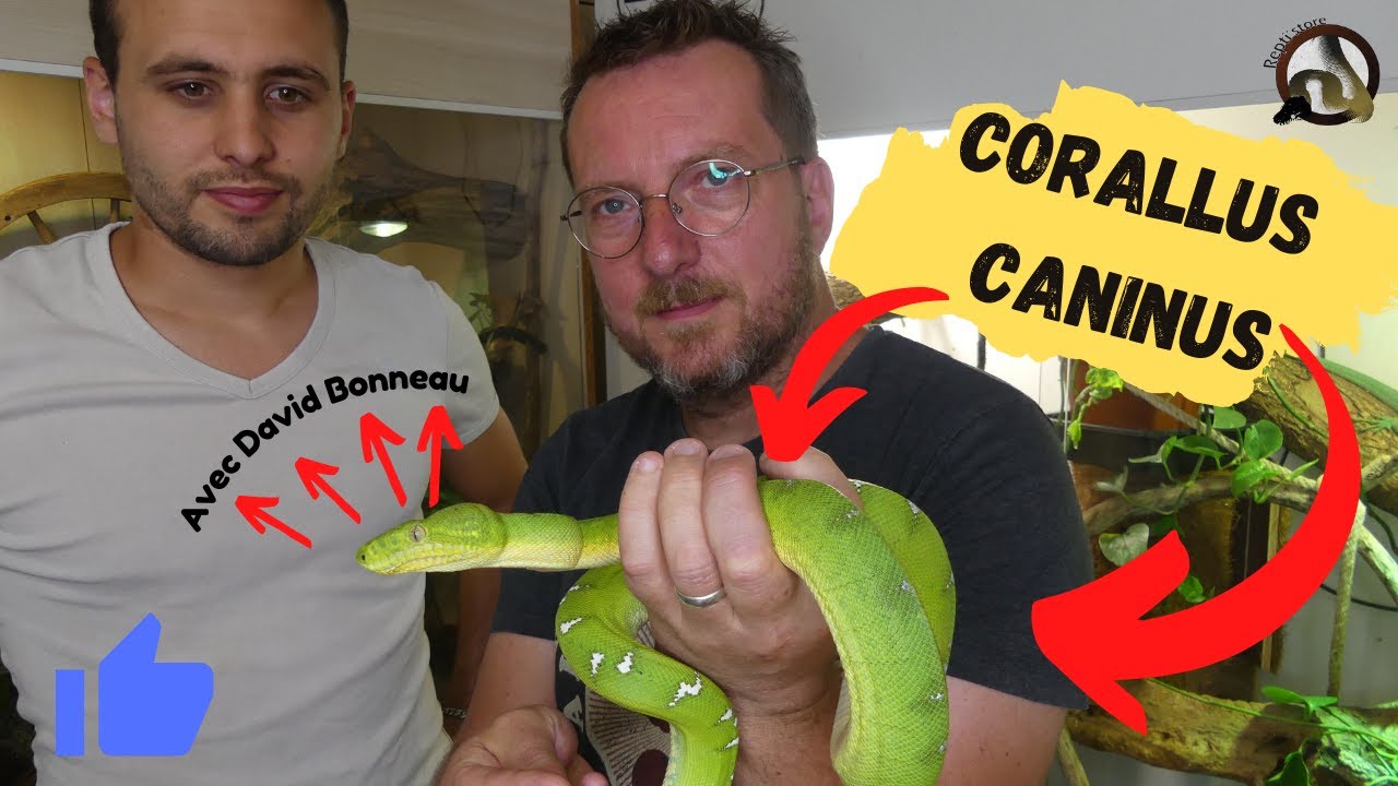 [ Visite chez DAVID BONNEAU #1 ] Le CORALLUS CANINUS !!!!