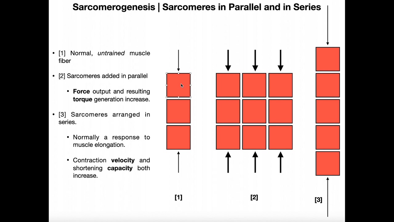 Sarcomerogenesis | Adding Sarcomeres in Parallel & Series