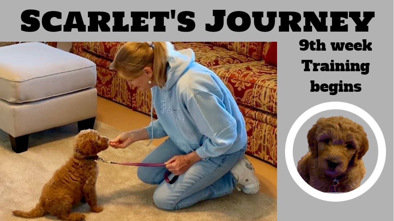 Training a Goldendoodle Puppy at 9 weeks old