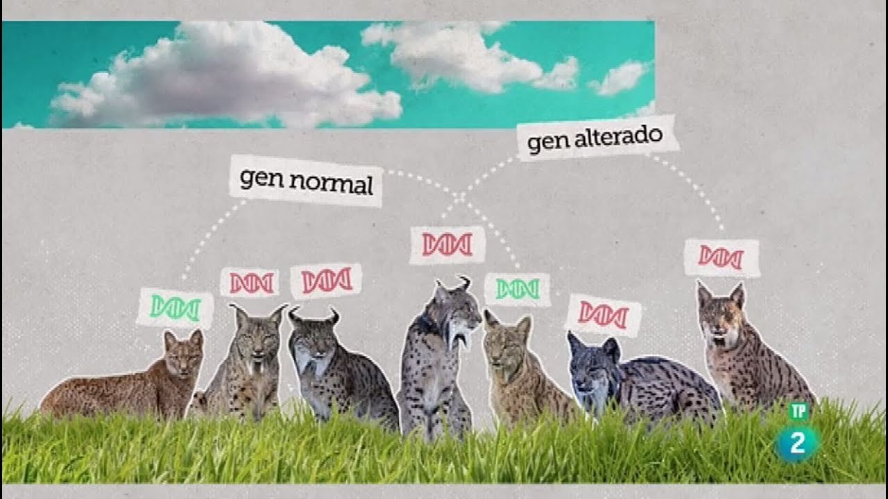 La recuperación del Lince Ibérico - Cazador de cerebros - RTVE.es