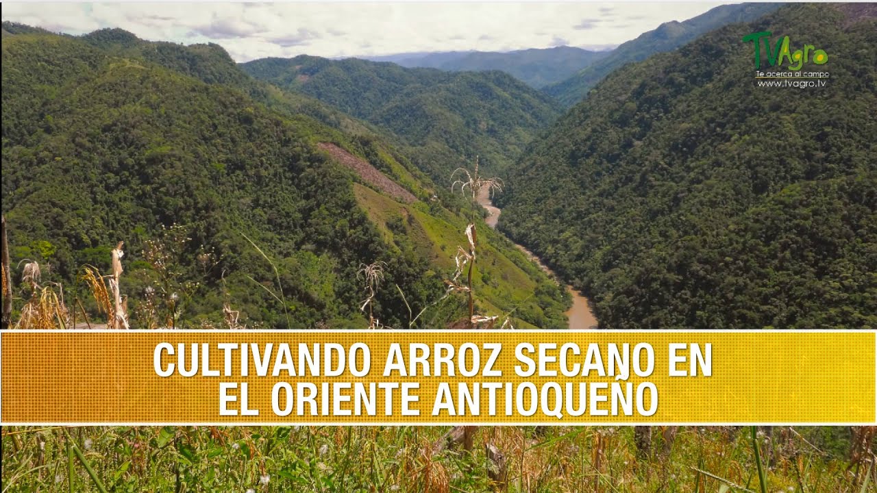 Las Buenas Practicas Agricolas en el Cultivo de Arroz Secano- TvAgro por Juan Gonzalo Angel Restrepo