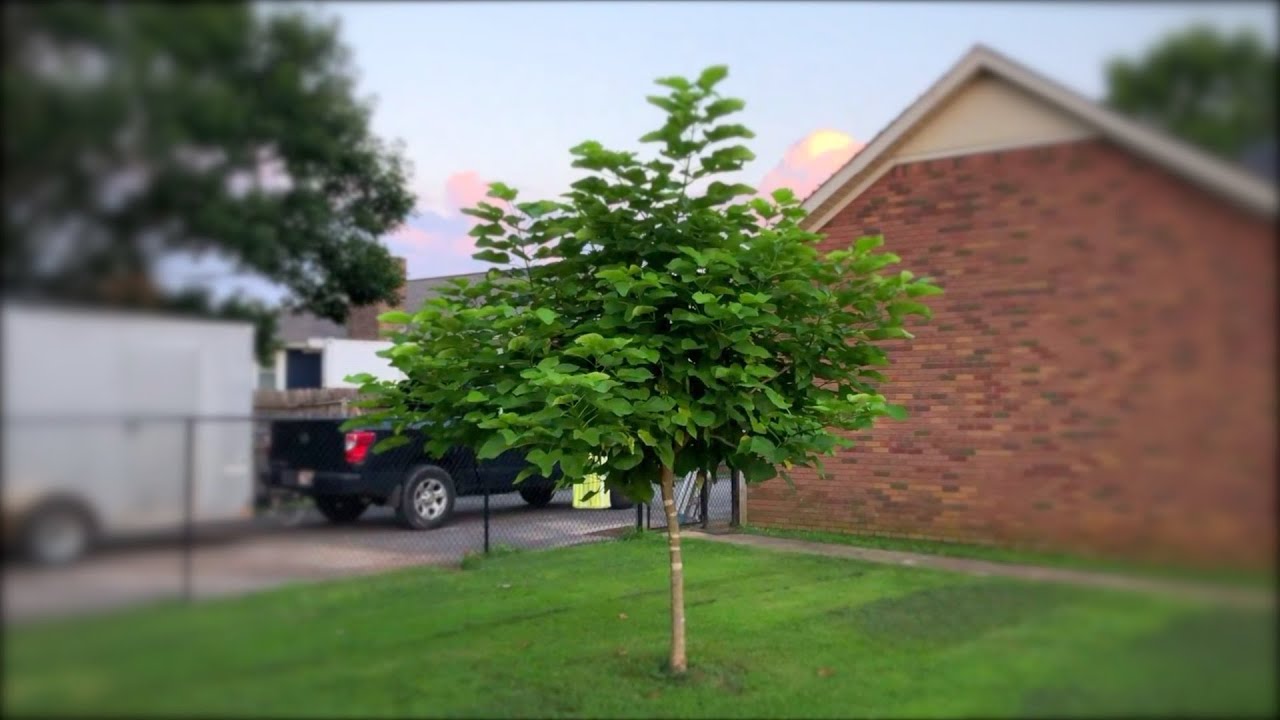 The Catalpa Tree Update - 3 Years