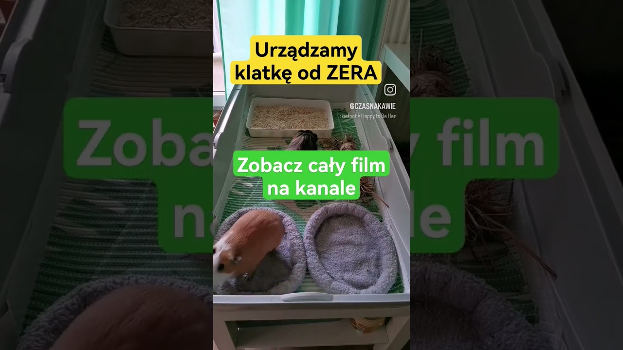Jak urządzić klatkę dla świnek #shorts #czasnakawie #cavia #guineapig #klatka #swinkamorska #kawia