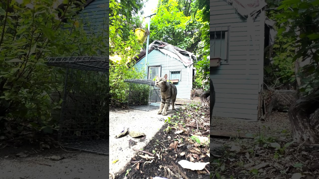 Trapping a mama cat and her kittens