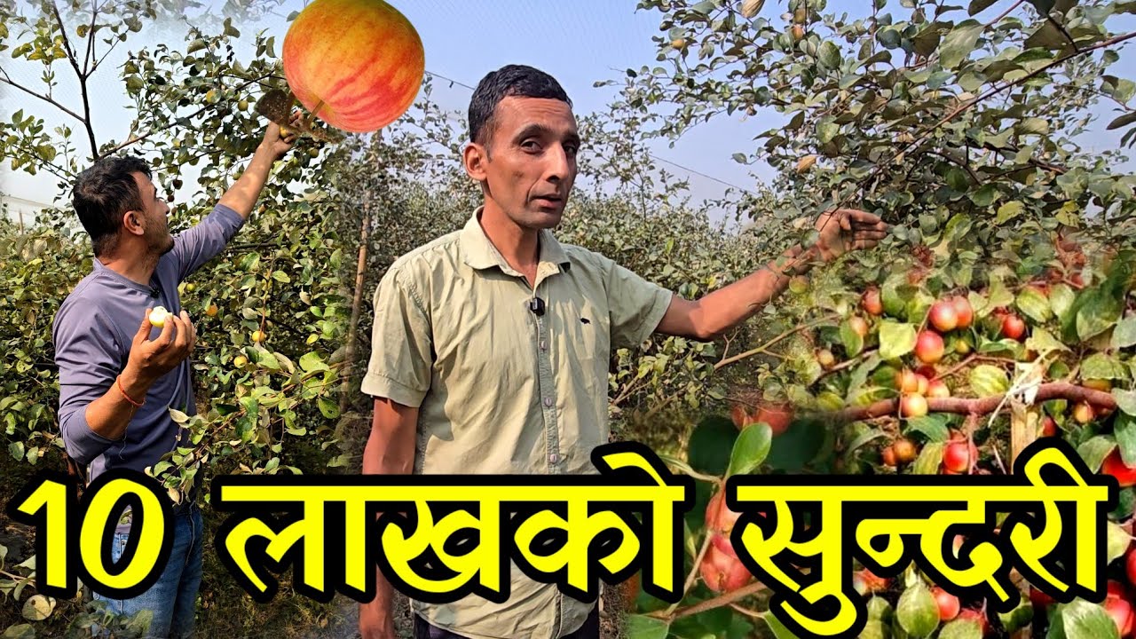 जालि भित्र  बाल सुन्दरी खेती गरेर एक बर्समै दश लाख कमाउदै, बिदेश जानै पर्दैन agriculture 