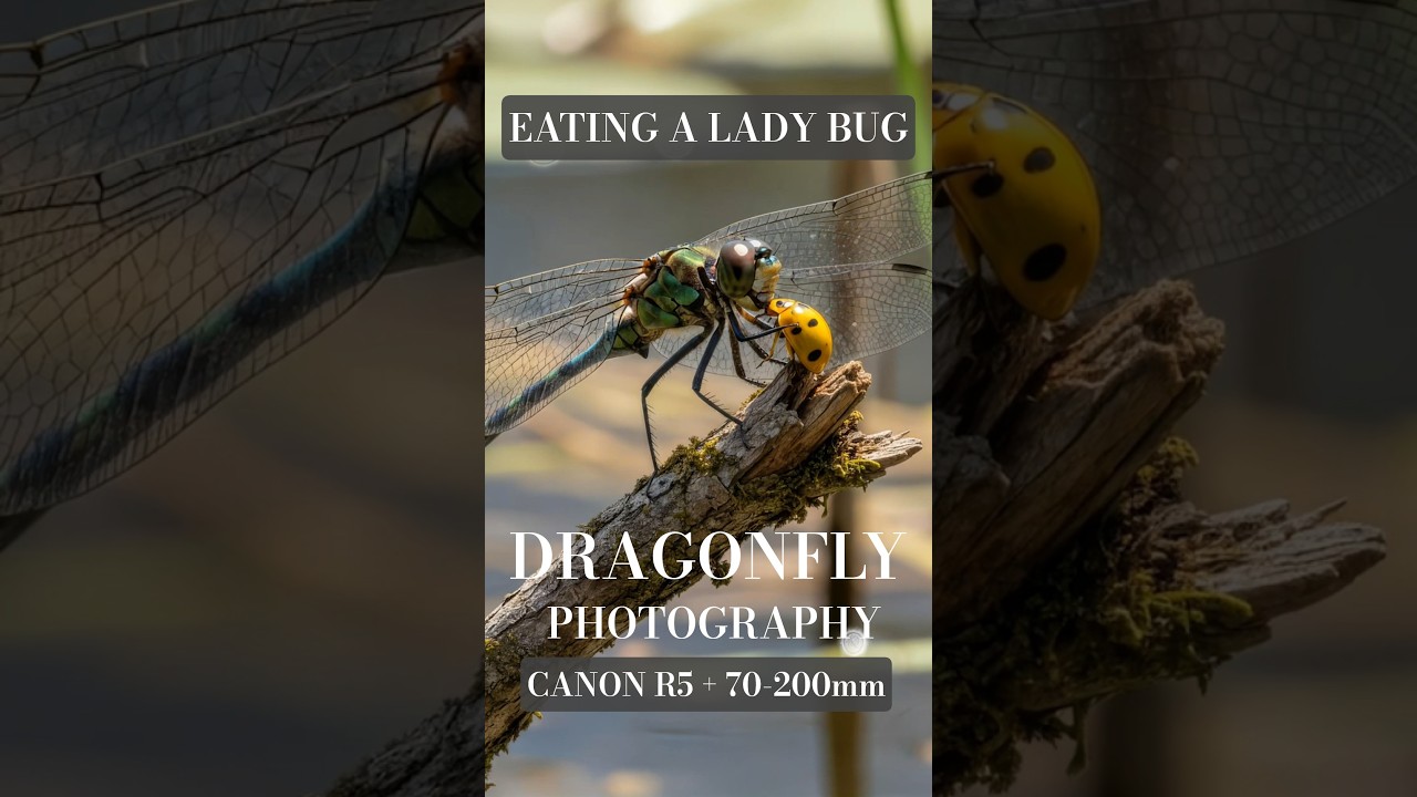 Canon R5 + 70‑200mm Lens = PERFECT Dragonfly Photography