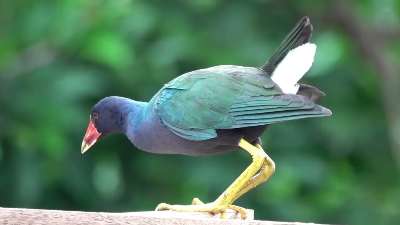 Ecuador birding December 19, 2025