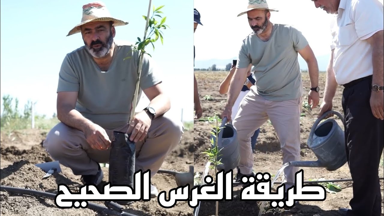 شاهد أخي الفلاح الطريقة الصحيحة والعلمية في غراسة شتلات الاشجار المثمرة بنجاح Agricole d'Algérie