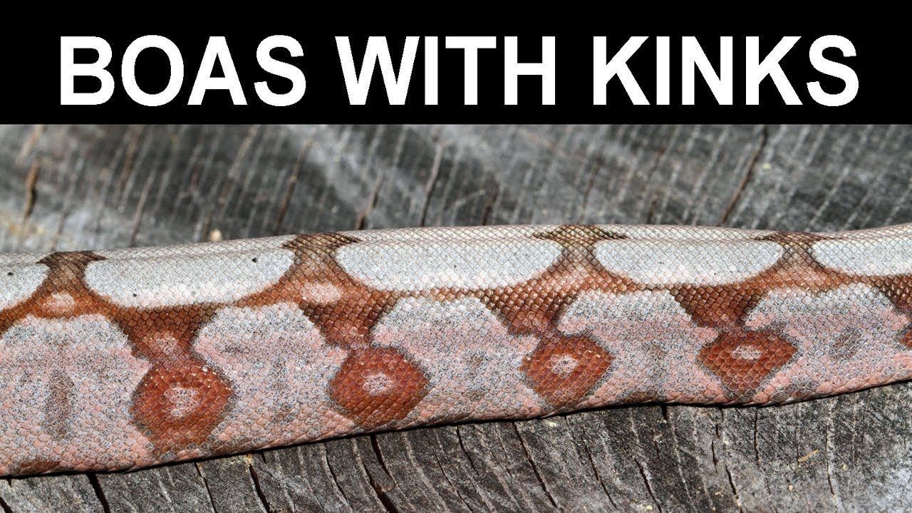 Imperfect Boas with Spinal Kinks, Missing Eyes, etc.: What Should be Done with Them?