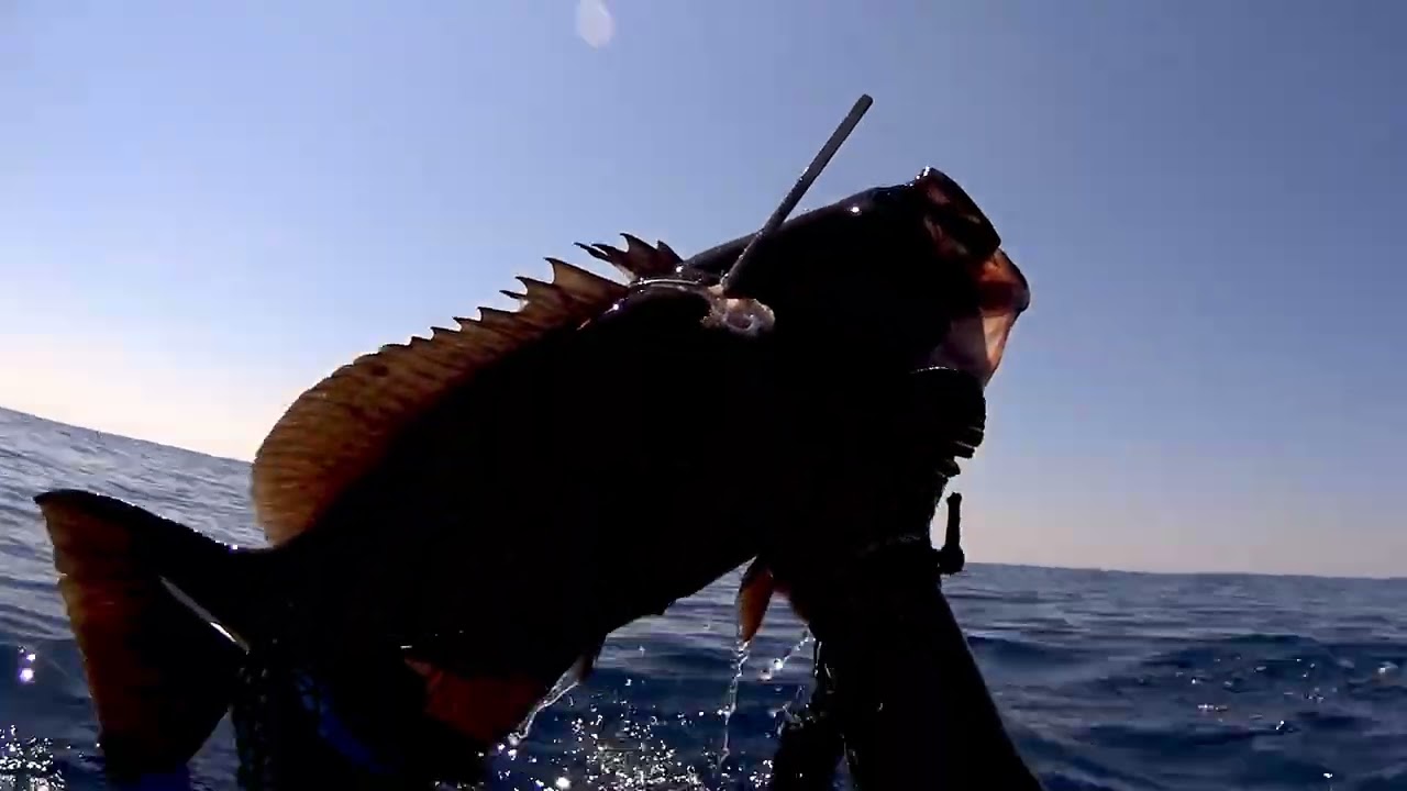Curiosity killed the cat.... (mottled grouper in this case)