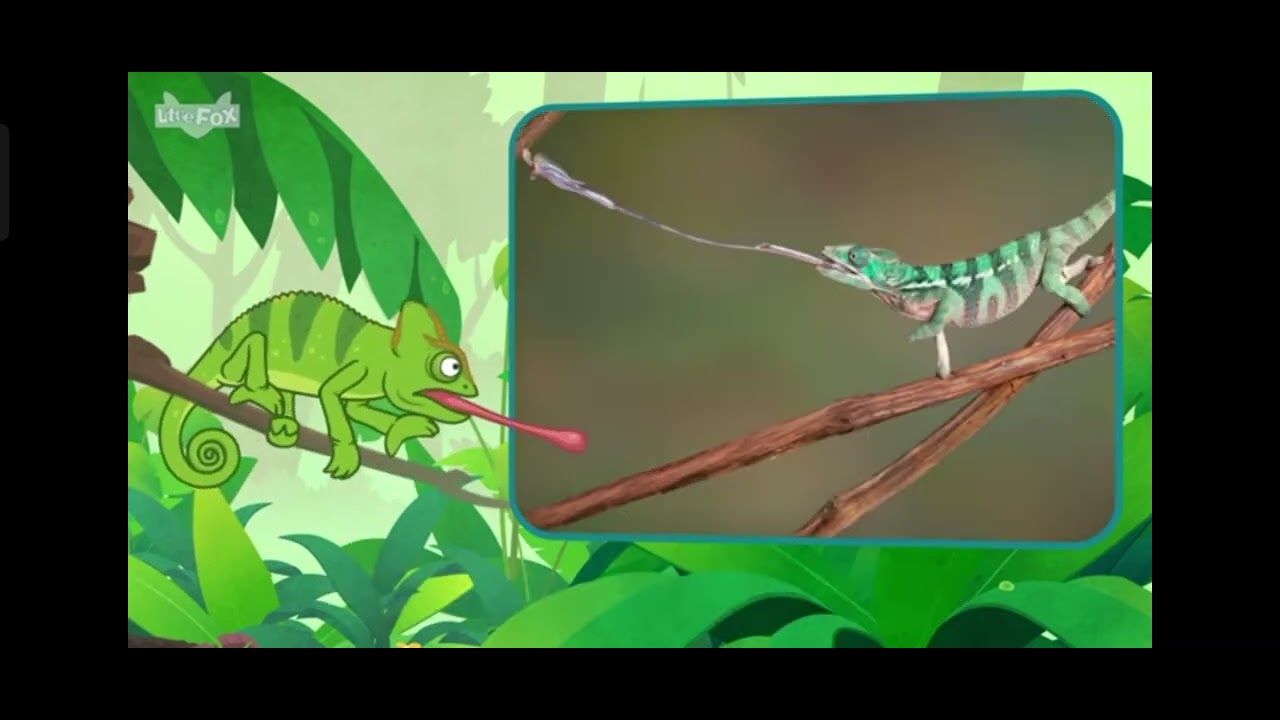 L2 066 Meet the Animals 66 Chameleon