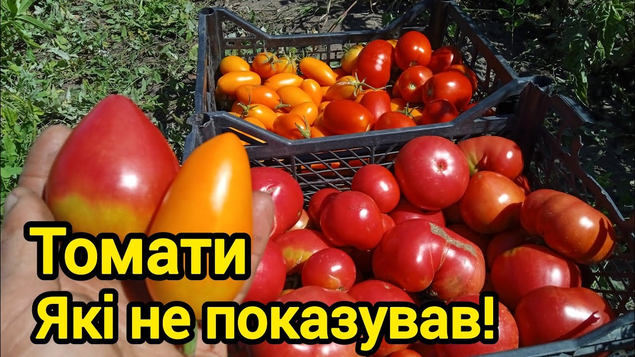 Сортові томати не гірші за гібриди!