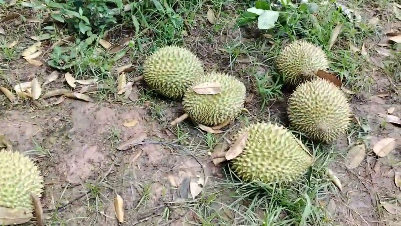 Thăm vườn sầu riêng 