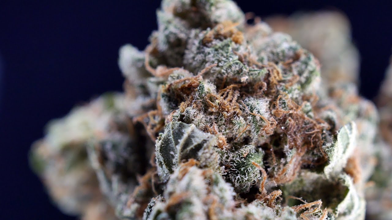 &Eacute;pisode | Blue dream + Purple Chitral + Emballage neutre sativa  #SQDC cannabis