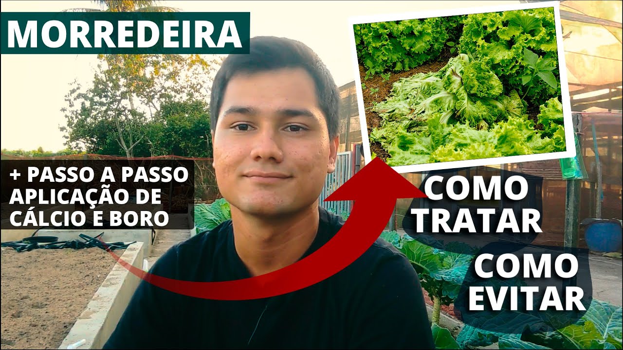 Como Tratar a Morredeira (Podridão Mole) no Couve e Alface (Tutorial Aplicação Cálcio e Boro)