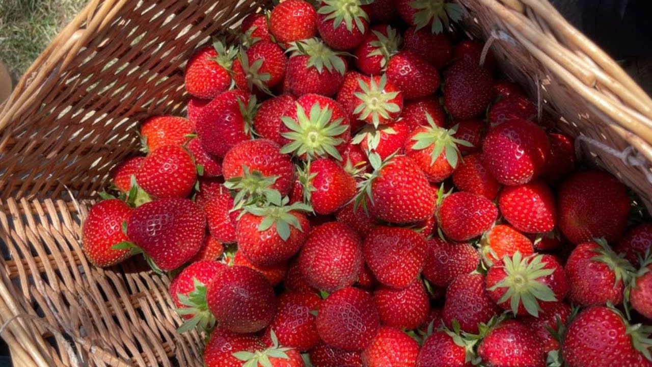 29&ordf; Festa do Morango de Bras&iacute;lia: sabores, shows e tradi&ccedil;&atilde;o rural no DF