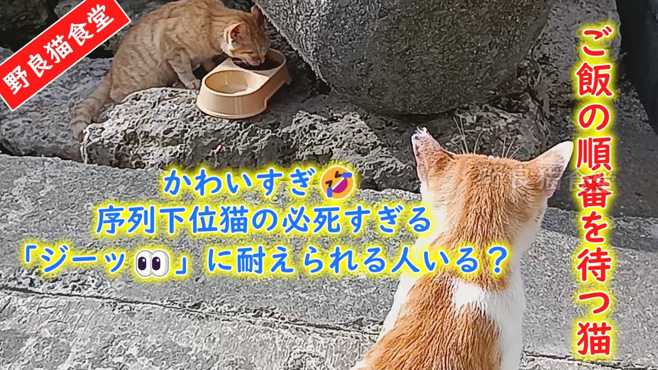序列下位の猫さん無言の待機🐈