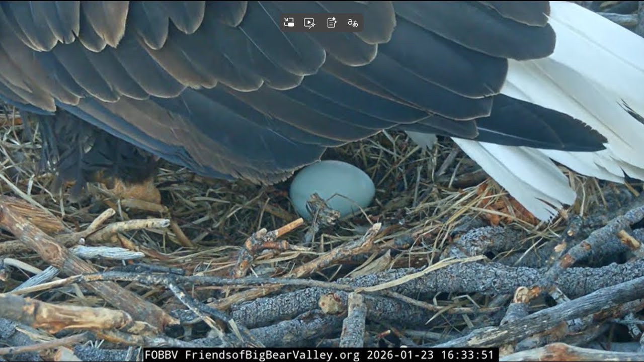 Big Bear Bald Eagle Live Nest on 1/23/26 at 16:32:26 Jackie Lays 1st egg Shadow sees it for1st time
