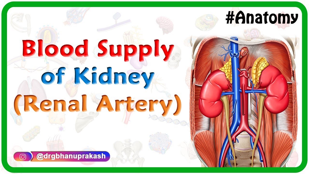 Blood supply of Kidney ( Renal artery ) - Gross anatomy animated Usmle Lecture