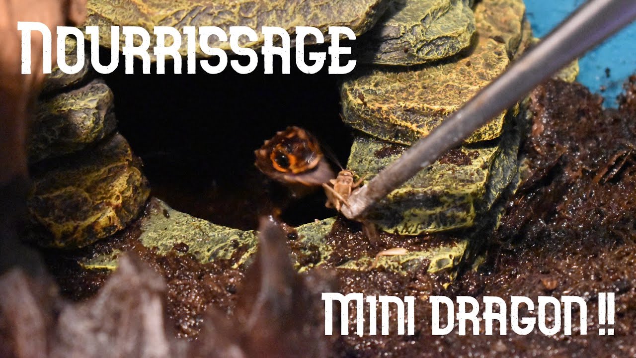 NOURRISSAGE TRIBOLONOTUS GRACILIS !