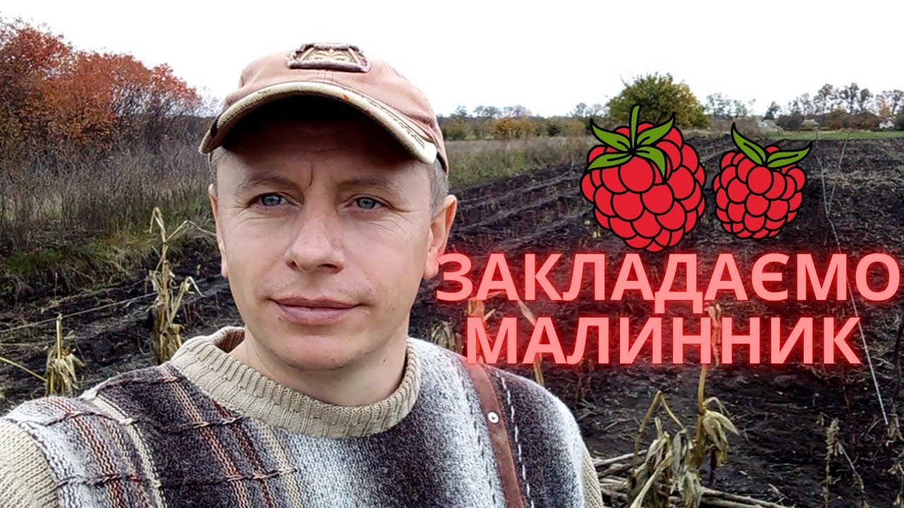 Купили хату в селі і ЗАКЛАДАЄМО МАЛИННИК. Осіння посадка малини сорту Полана. Бізнес на малині.