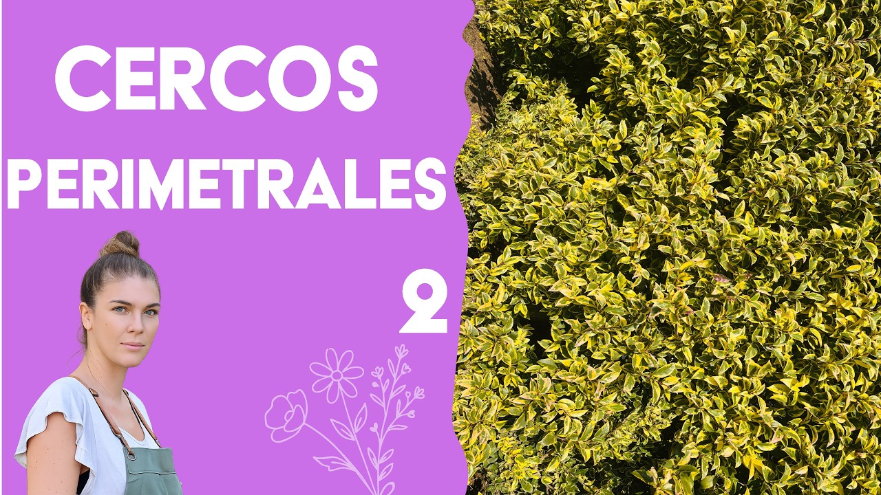 Plantas para cercos perimetrales 2