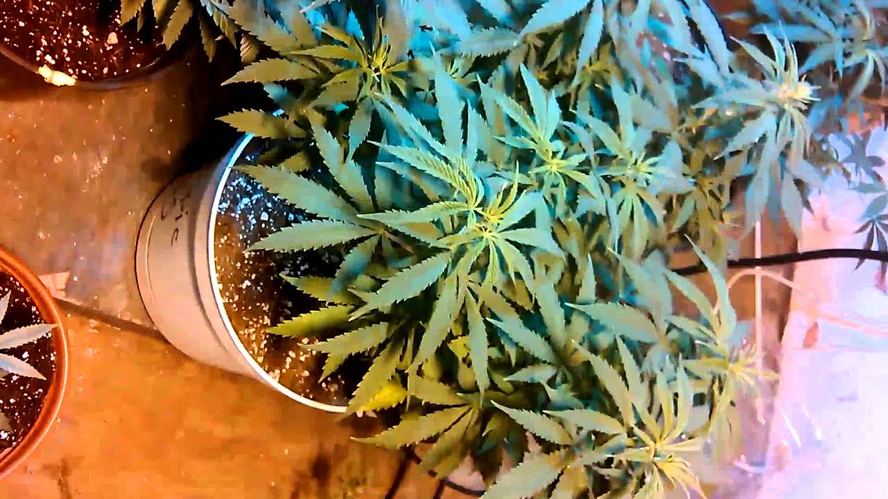Stupots Genetics and critical Mass collective 2016 garden update