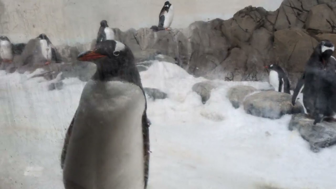 Penguins